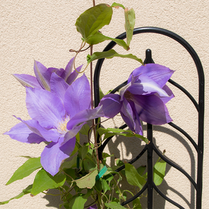 Clematis 'H.F. Young' G01