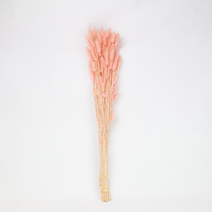 Dried Bunny Tail Grass Pink