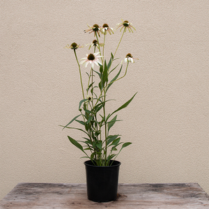 Echinacea 'Pretty Parasols' G01
