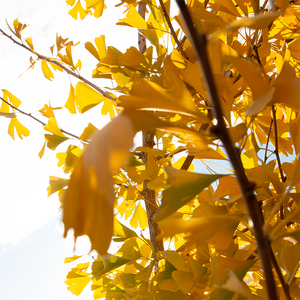 Ginkgo 'Autumn Gold'