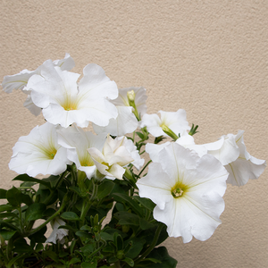 Petunia 'Capella White' 6"