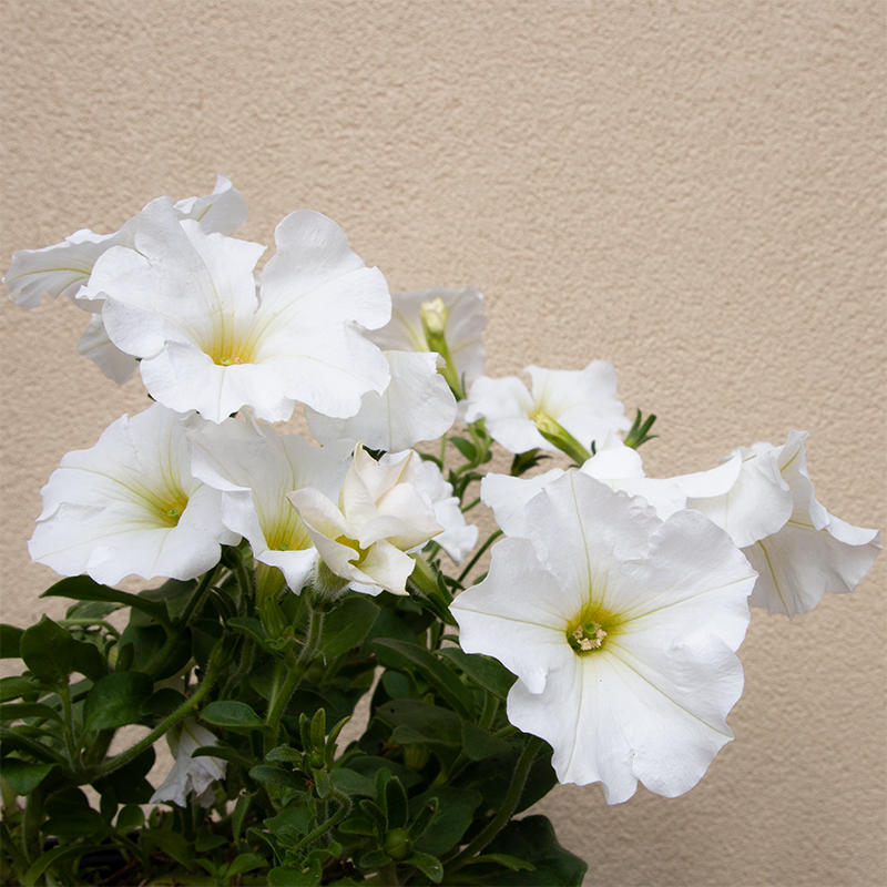 Petunia 'Capella White' 6"