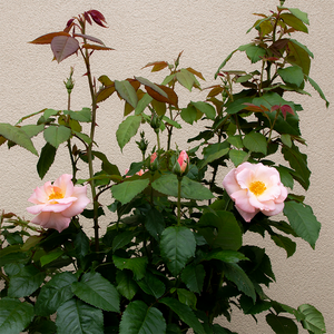 Rosa 'Peachy Knock Out'