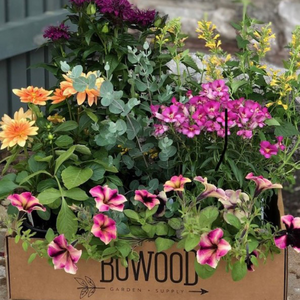 Design Your Summer Containers