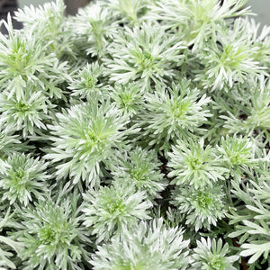 Artemisia 'Silver Mound' G01