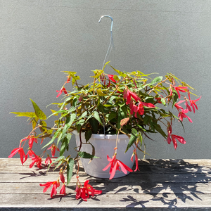 Begonia Bossa Nova Rose 10" Hanging Basket