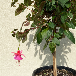 Fuchsia Pink & Pink 7.5" Topiary