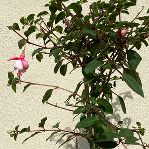 Fuchsia Pink & White 7.5" Topiary
