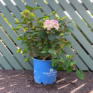 Hydrangea mac 'Bloomstruck'