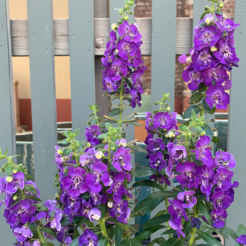 Angelonia 'Blue Improved' 6"