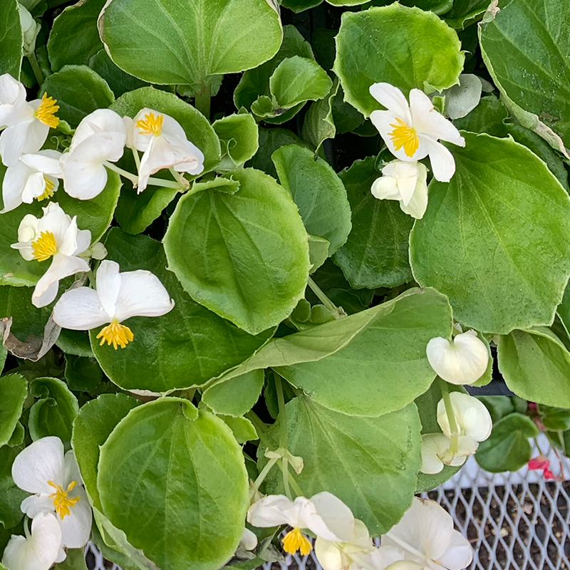 Begonia Green White 6 Pack