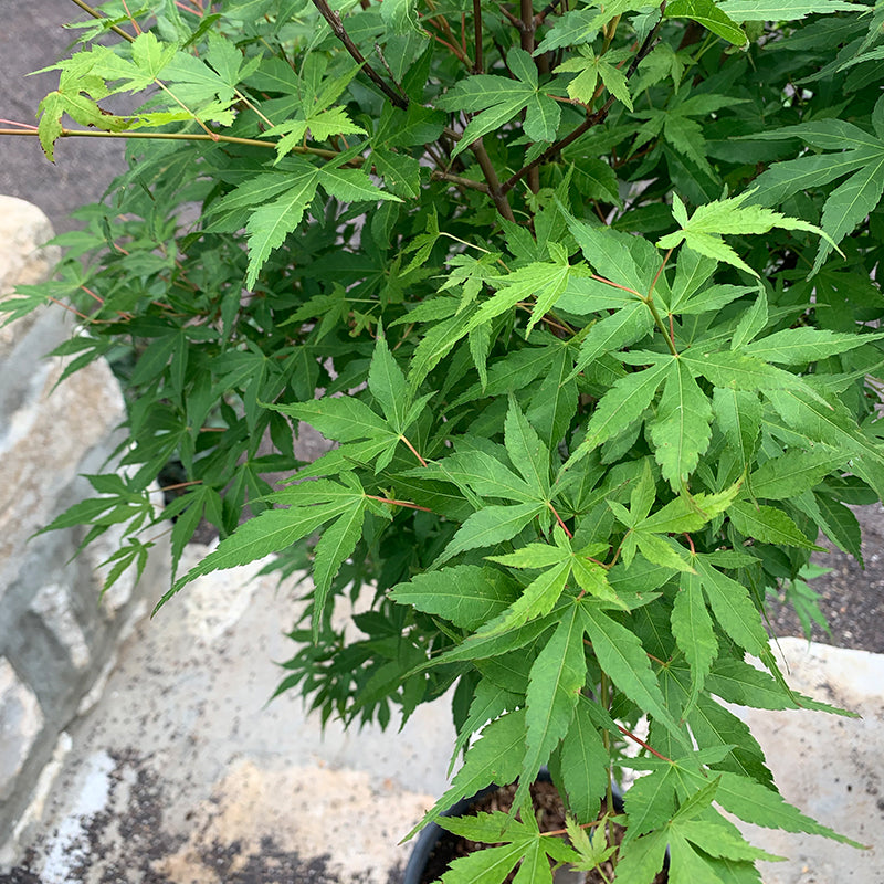 Acer palm 'Katsura'