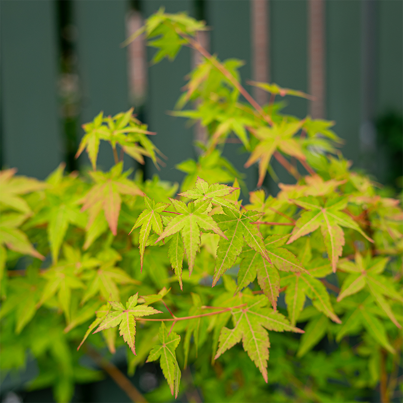 Acer palm 'Bihou'
