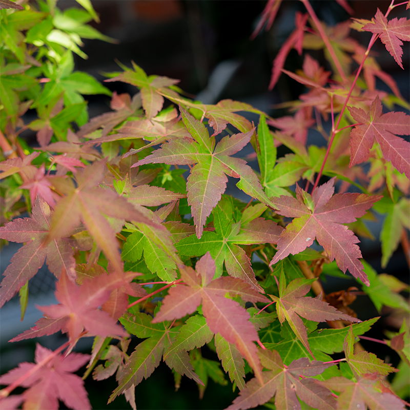 Acer palm 'Bihou' #6