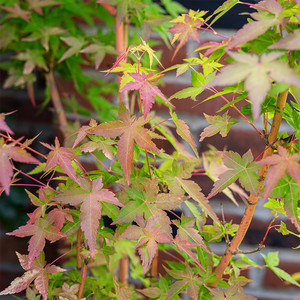 Acer palm 'Bihou' #6