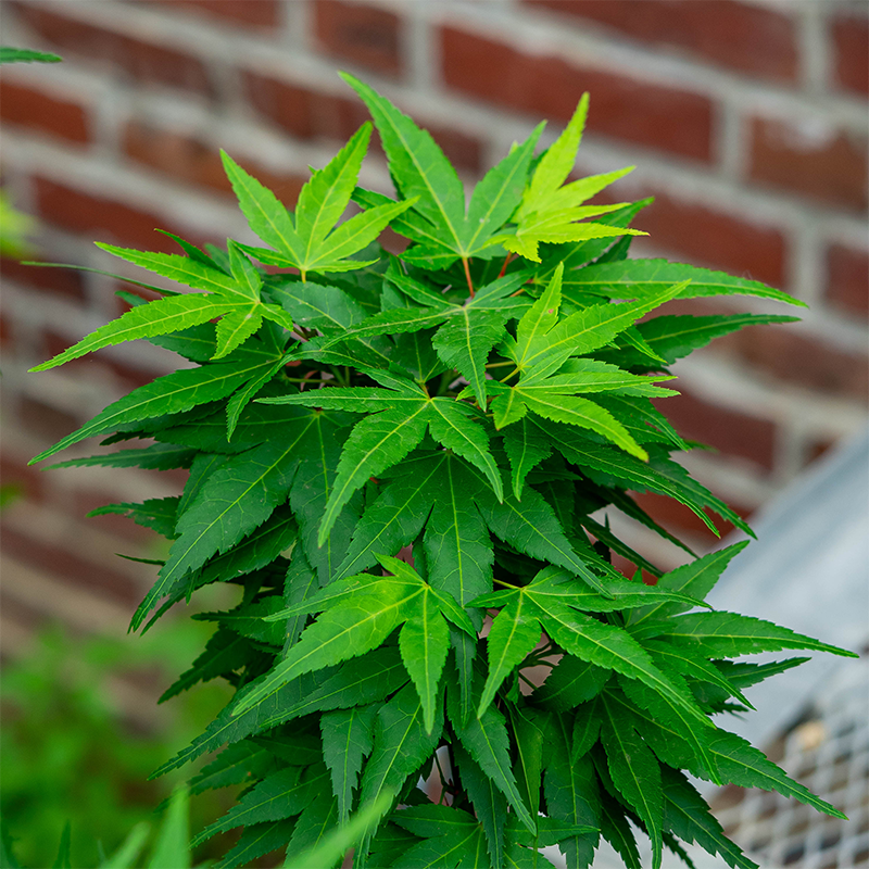 Acer palm 'Mikawa yatsubusa'