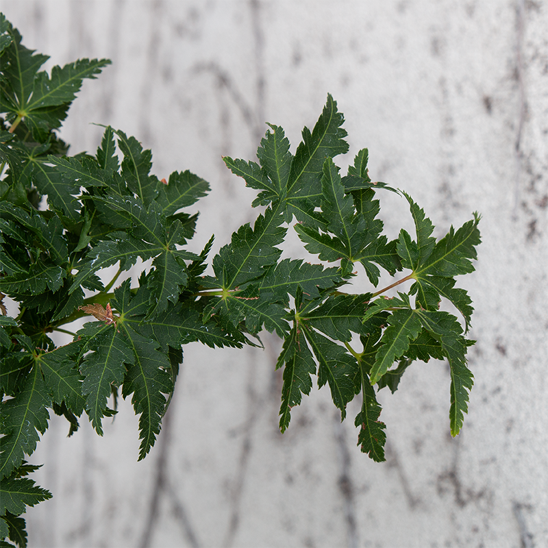Acer palm 'Ojishi'
