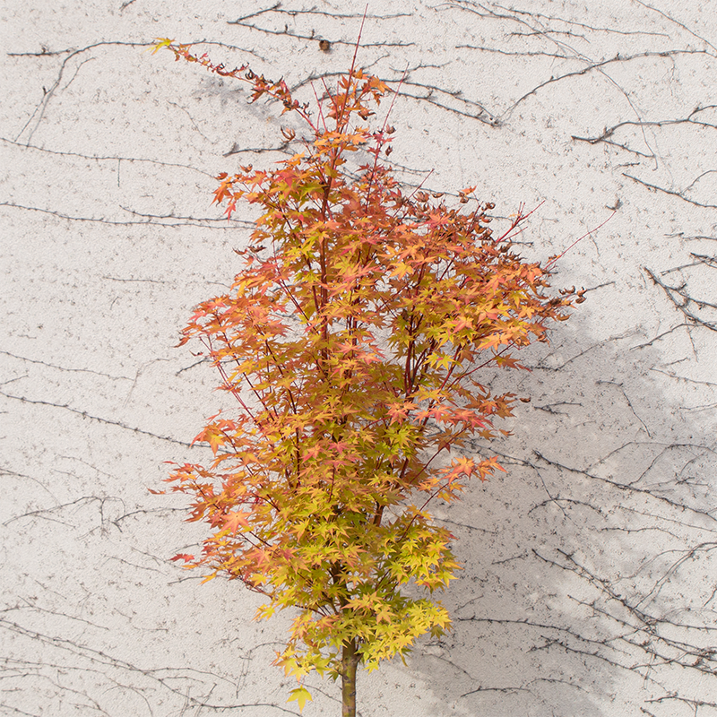 Acer palm 'Sango kaku'