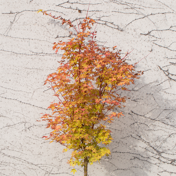 Winterberry Stem - Bowood Farms