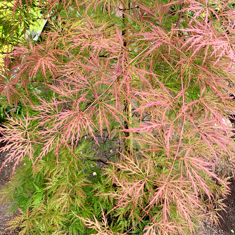 Acer palm dis 'Orangeola'