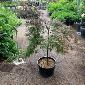 Acer palm dis 'Tamukeyama'