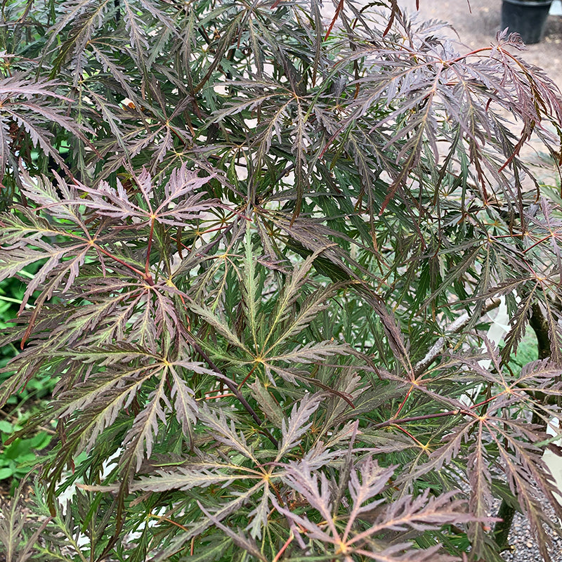 Acer palm dis 'Tamukeyama'