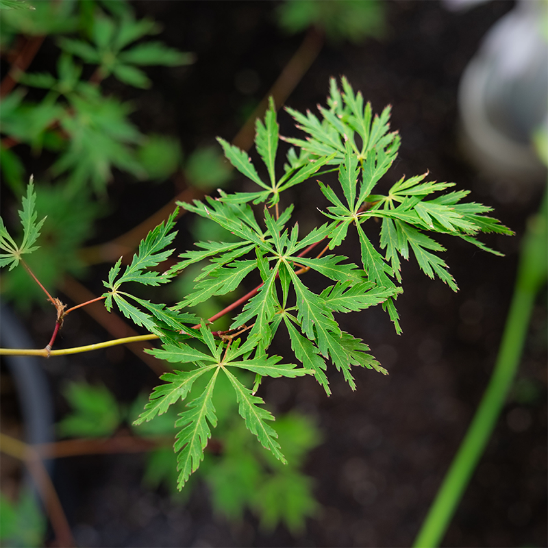Acer pse 'Ice Dragon'