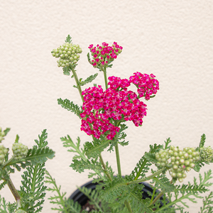 Achillea 'Firefly Fuchsia' G01
