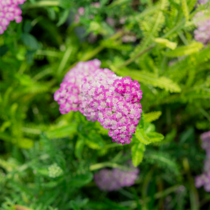 Achillea 'Firefly Fuchsia' G01