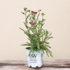 Achillea 'Firefly Fuchsia' G01
