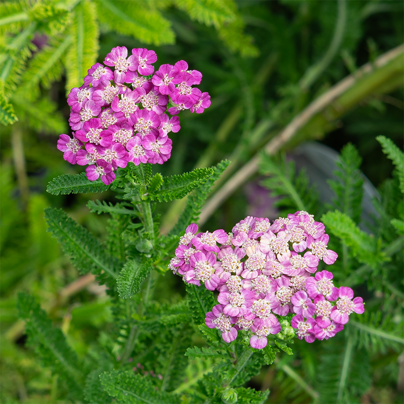 Achillea 'Firefly Fuchsia' G01