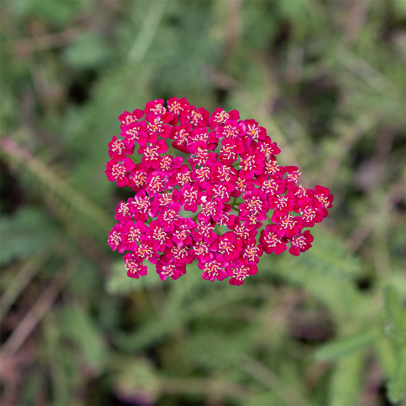 Achillea 'New Vintage Red' G01
