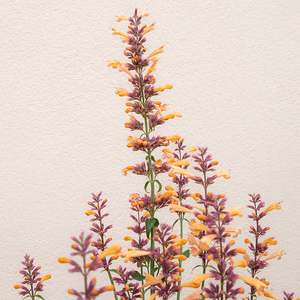 Agastache 'Queen Nectarine' G01