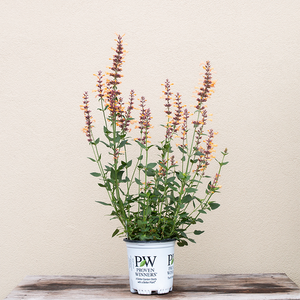 Agastache 'Queen Nectarine' G01