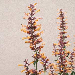 Agastache 'Queen Nectarine' G01