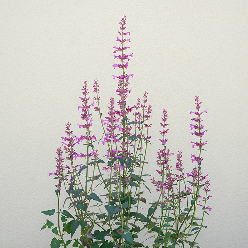 Agastache 'Royal Raspberry' G01