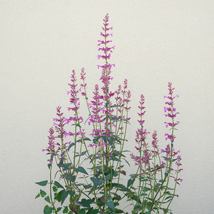 Agastache 'Royal Raspberry' G01