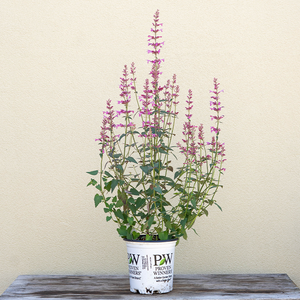 Agastache 'Royal Raspberry' G01