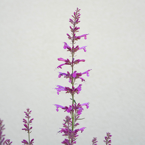 Agastache 'Royal Raspberry' G01