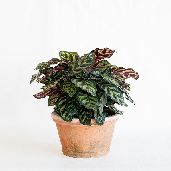 can an azalea be planted in a pot Aged Azalea Planter