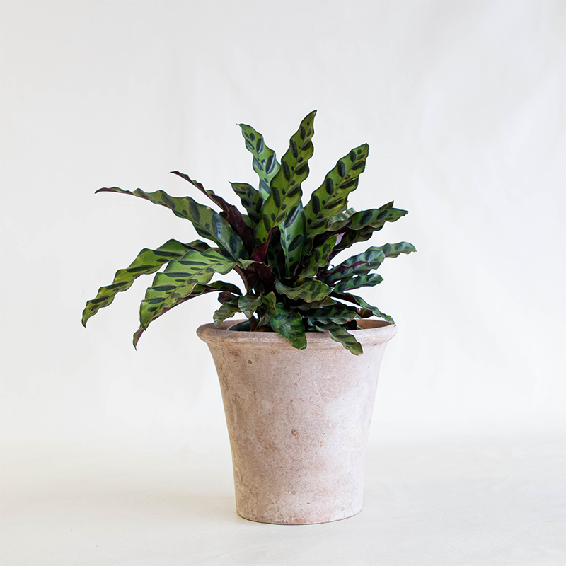 Aged English Planter