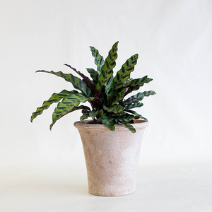Aged English Planter