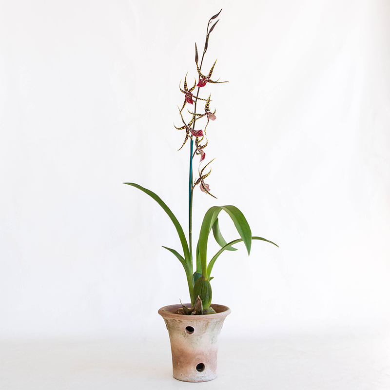 Aged Orchid Planter