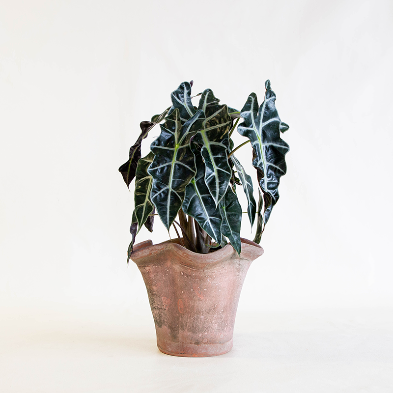 Aged Star Planter