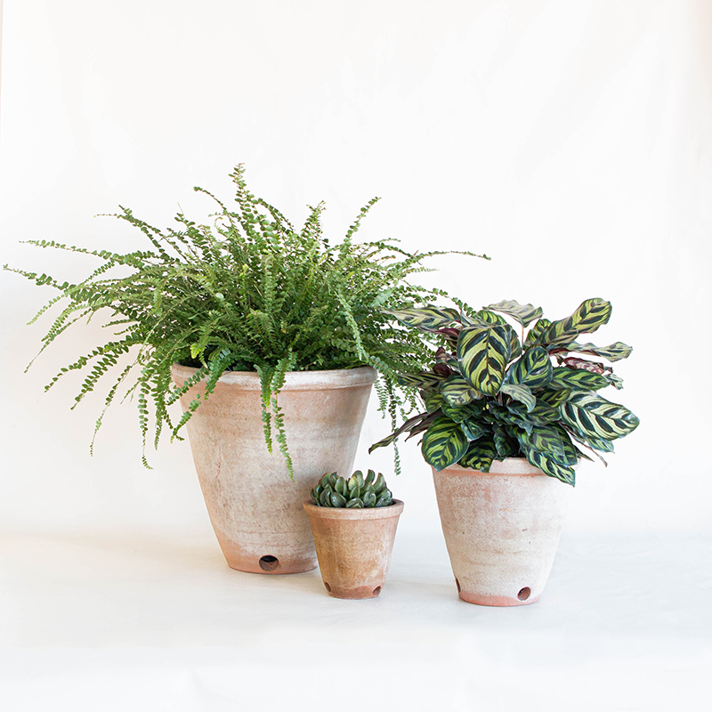 victorian indoor plants Aged Victorian Planter