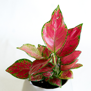 Aglaonema Diamond Red 4"