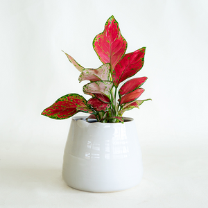 Aglaonema Diamond Red 4"
