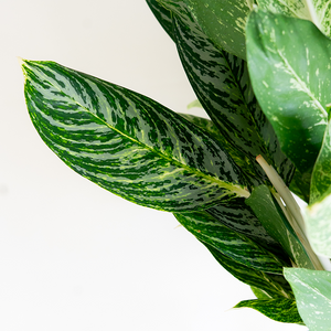 Aglaonema Golden Madonna 10"
