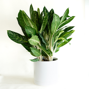 Aglaonema Golden Madonna 10"