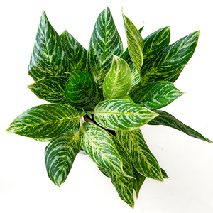 Aglaonema Golden Madonna 6"